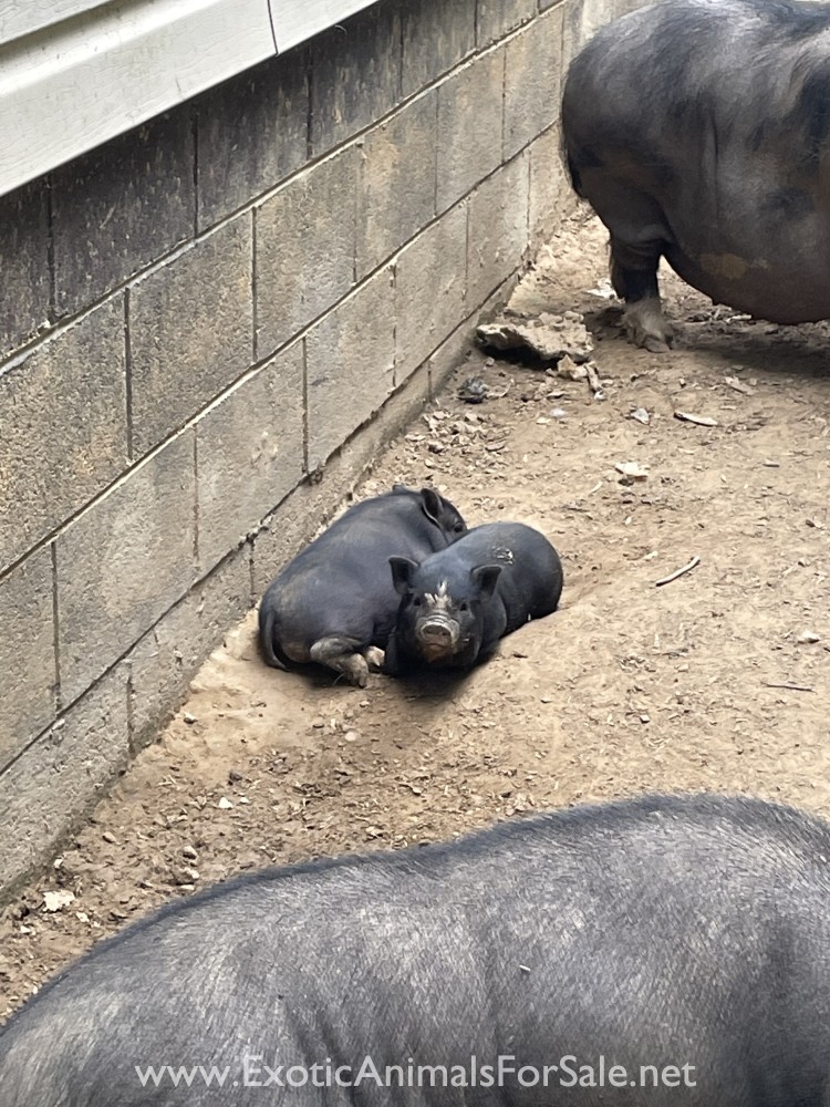 Mini Pot Belly Pig for Sale