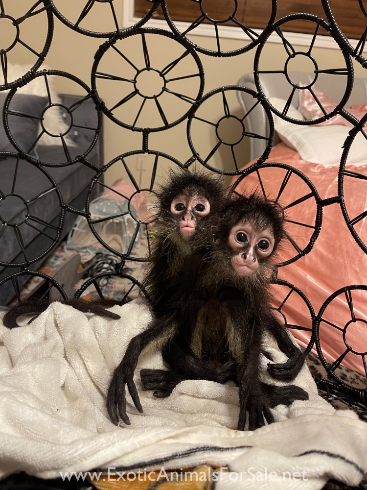 Spider monkey baby for Sale