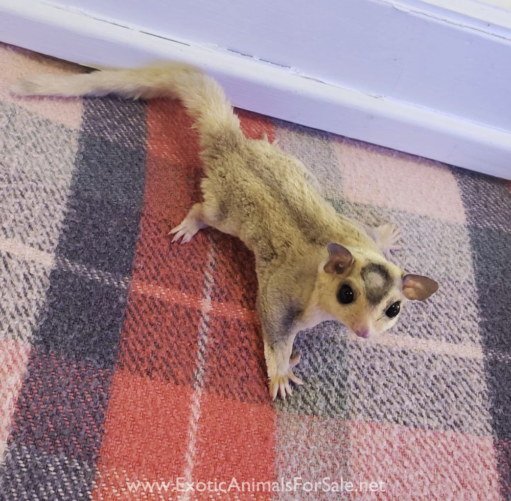 Sugar gliders for Sale