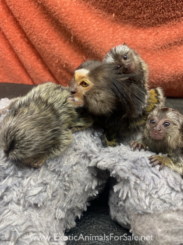 Marmoset monkey for Sale