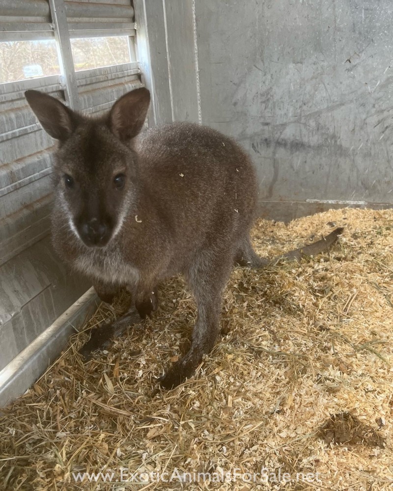 2 young male Wallabies for Sale