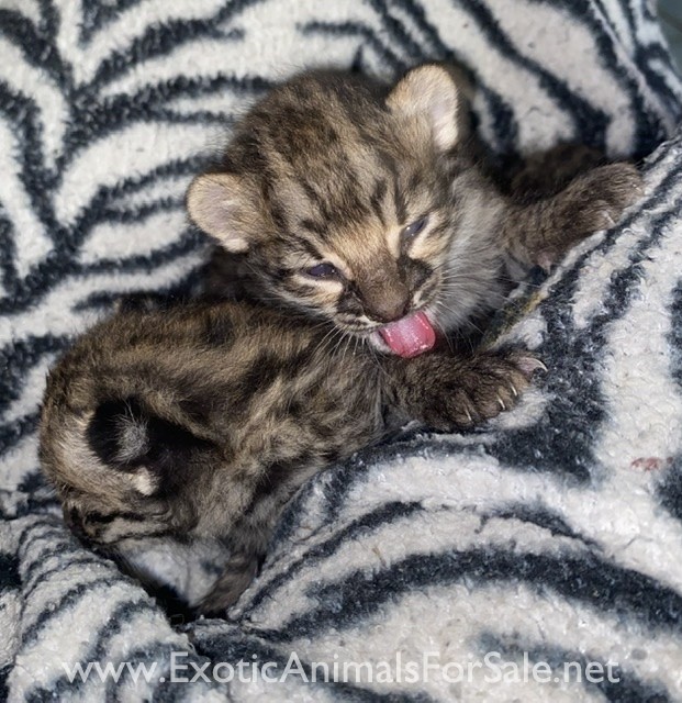 Geoffroy’s cat kitten for Sale
