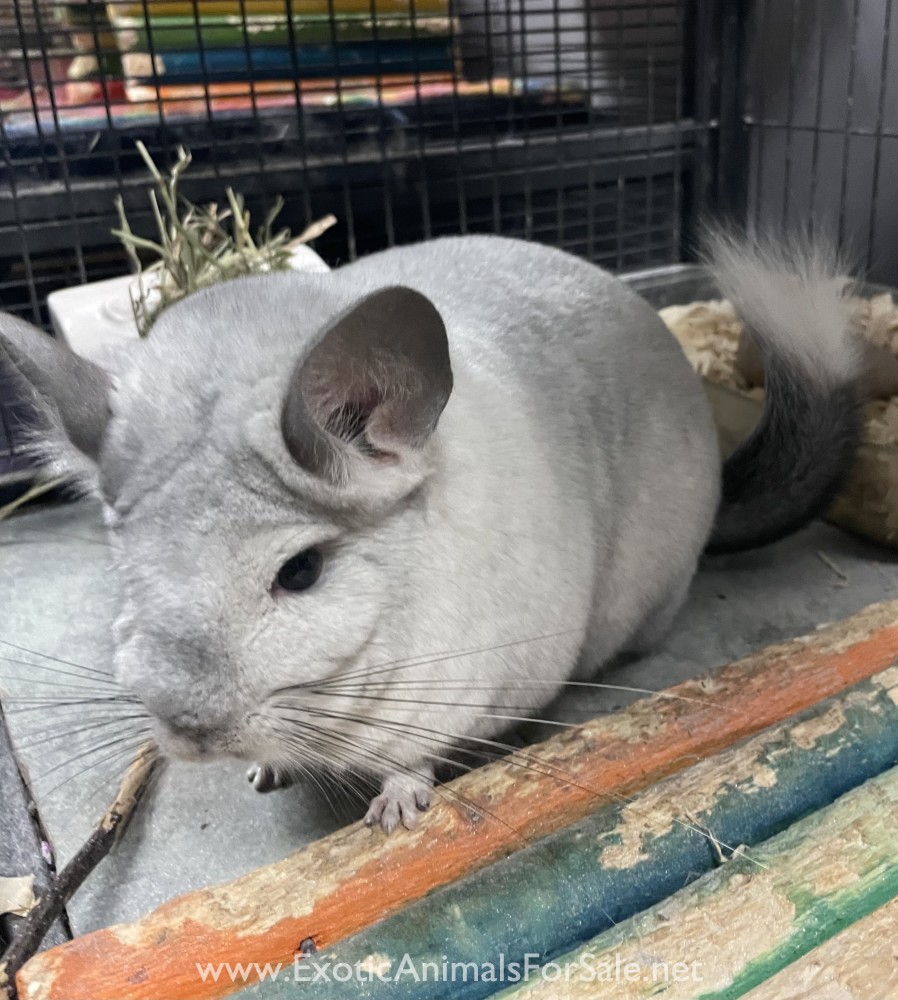 Chinchillas for sale for Sale