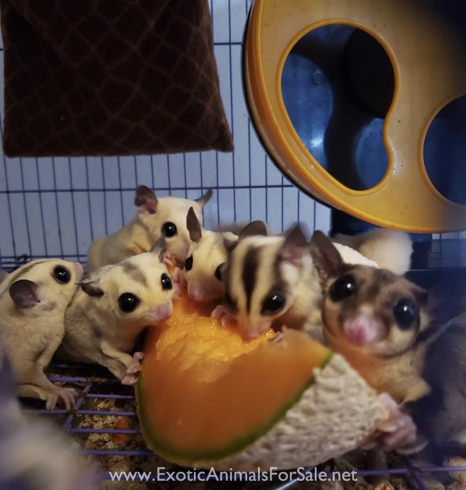 Sugar gliders for Sale