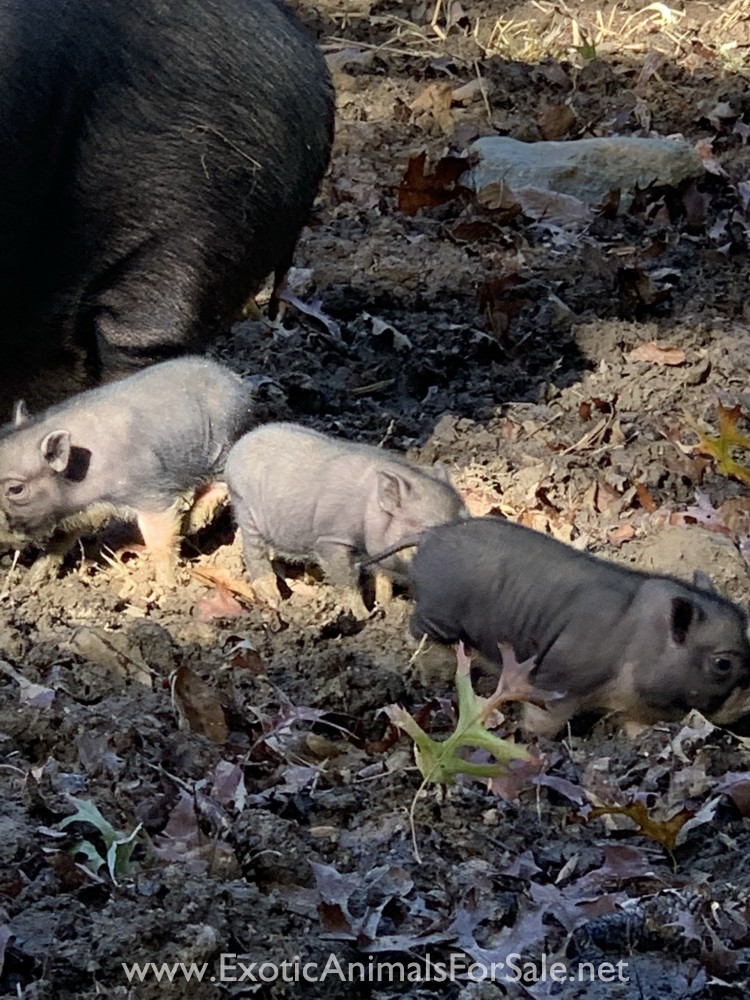 Mini pot belly pigs for Sale
