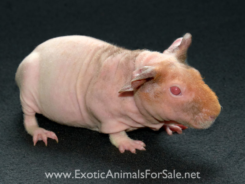 Skinny Pigs for Sale