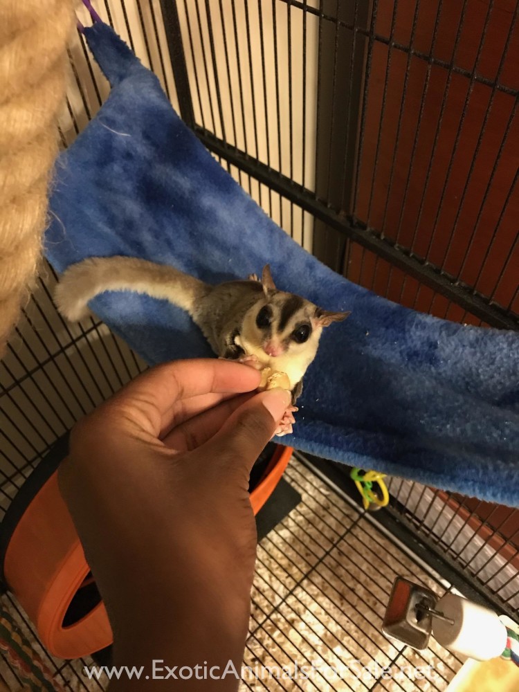 Three female sugar gliders for Sale