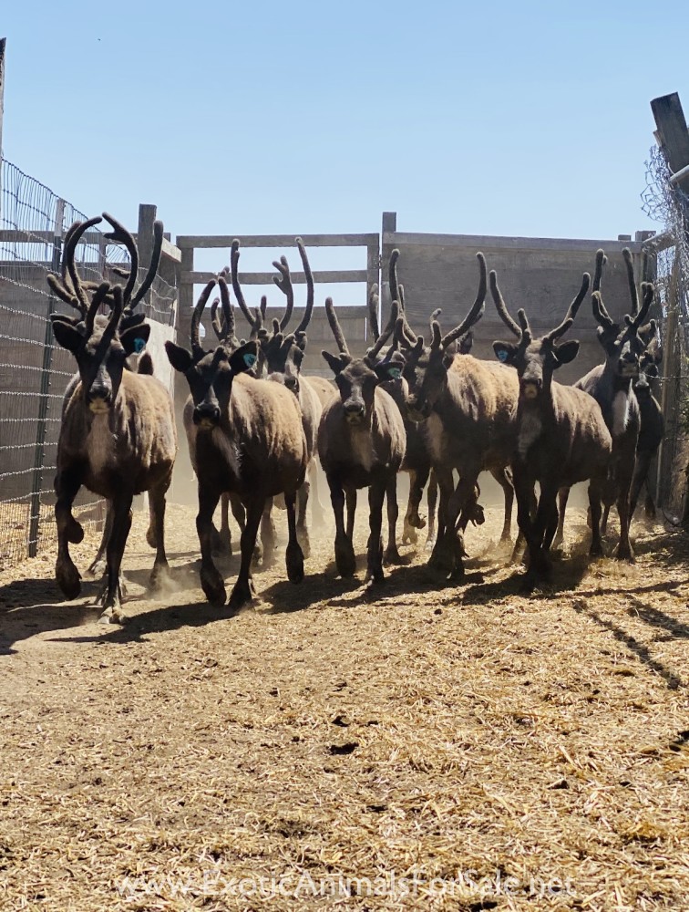 Reindeer Calves for Sale