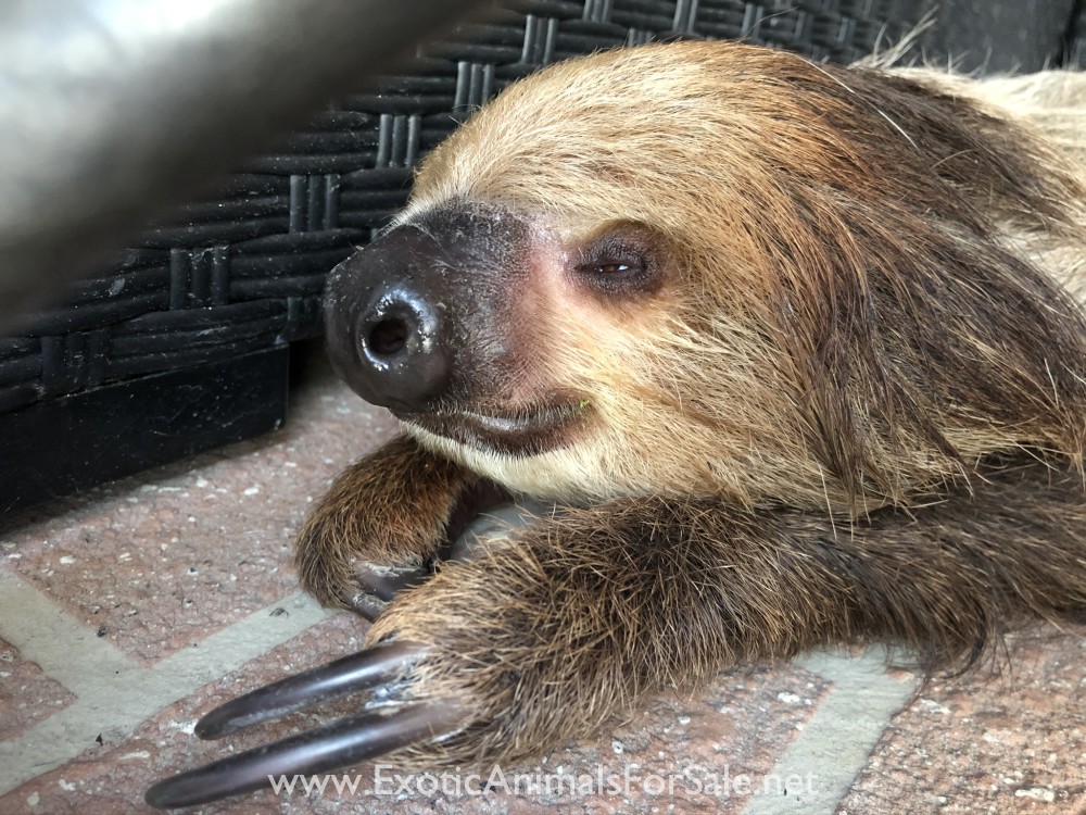 male 2toed sloth for Sale