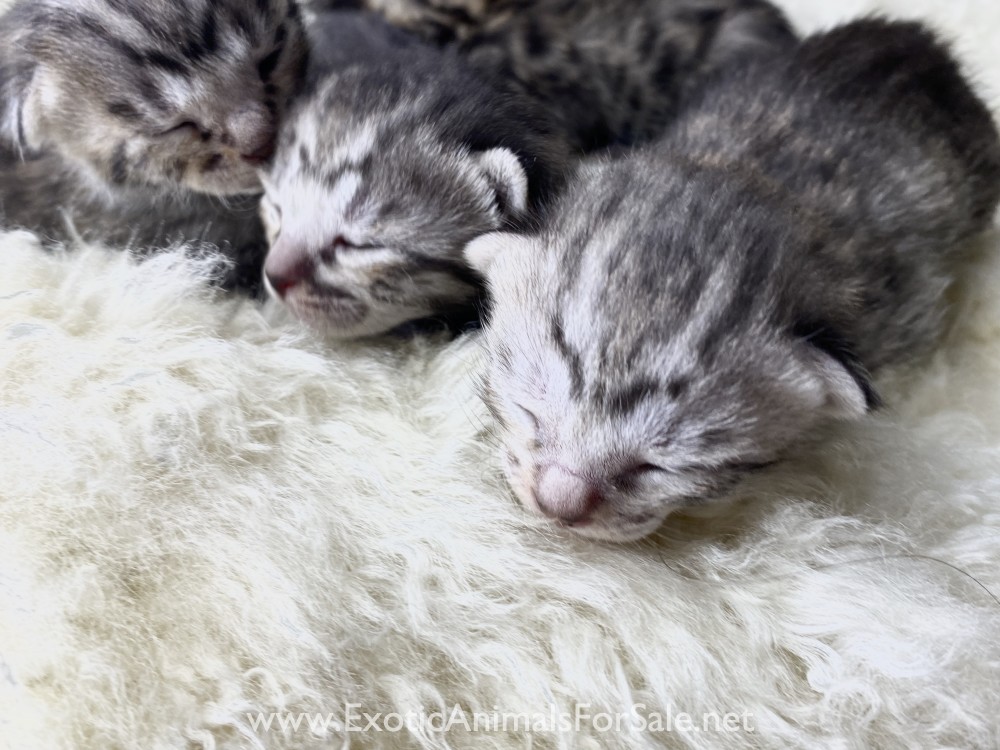Silver Savannah Kittens for Sale