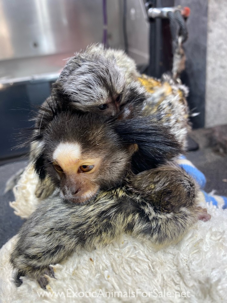 Marmoset monkey for Sale