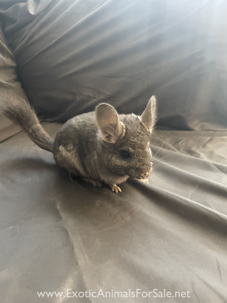 4 Month Old Standard Grey Female Chinchilla for Sale