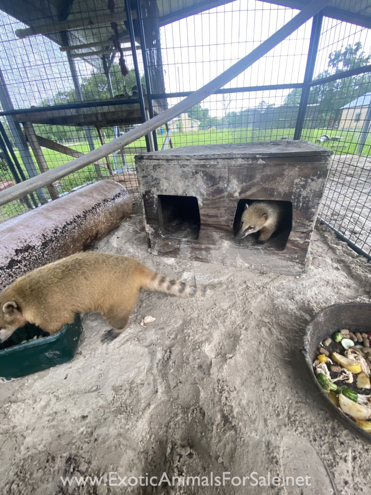Coatimundi for Sale