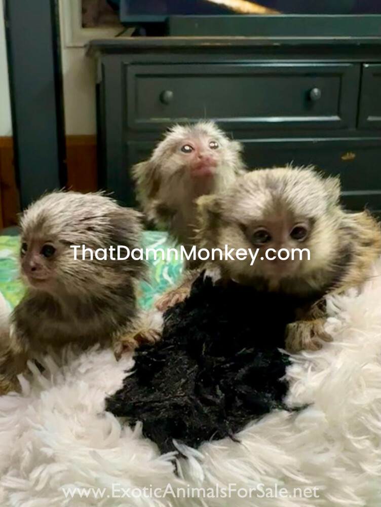 Monkeys R Us Tennessee Marmoset monkeys for Sale