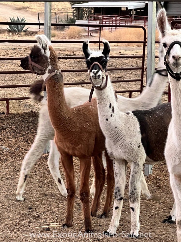 Appaloosa llamas for Sale