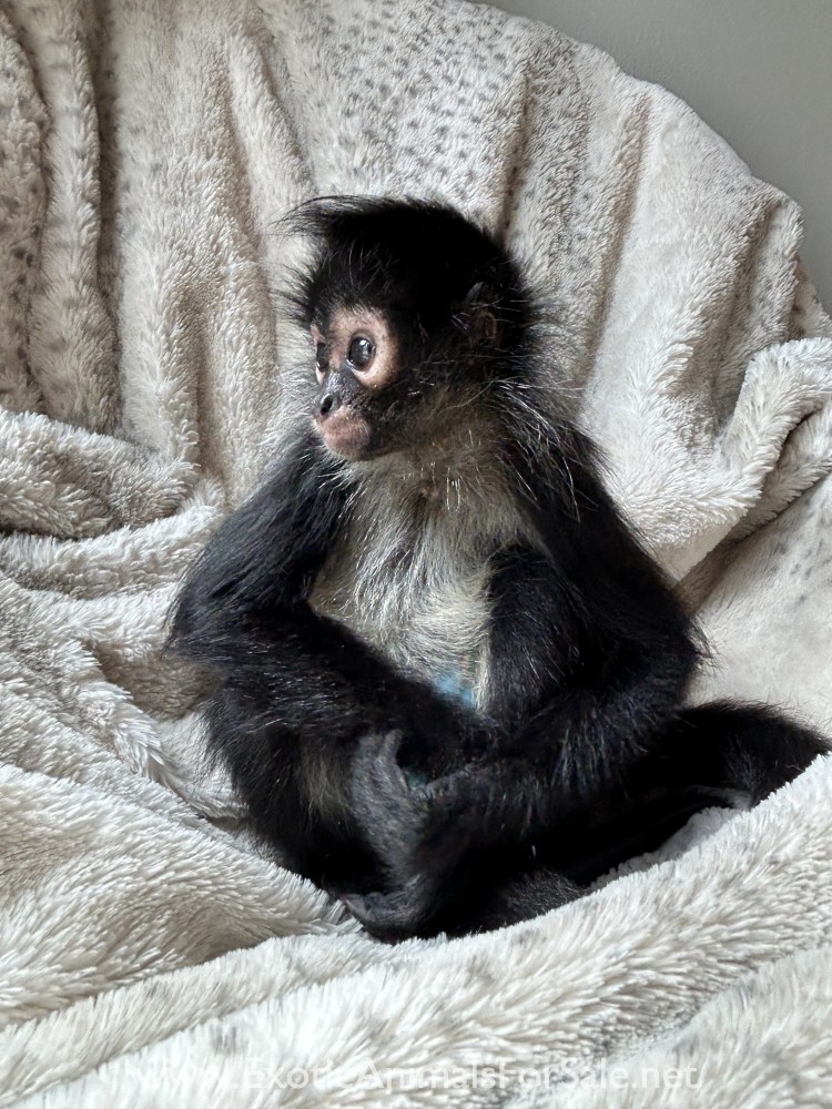 Spider Monkey baby for Sale