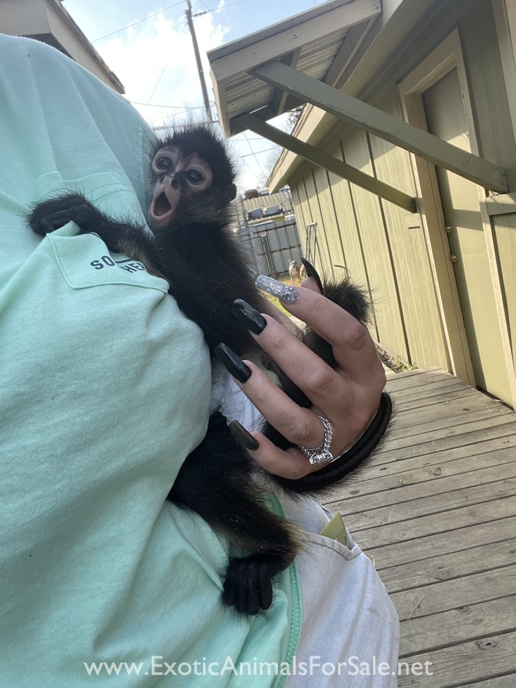 Spider monkey baby for Sale