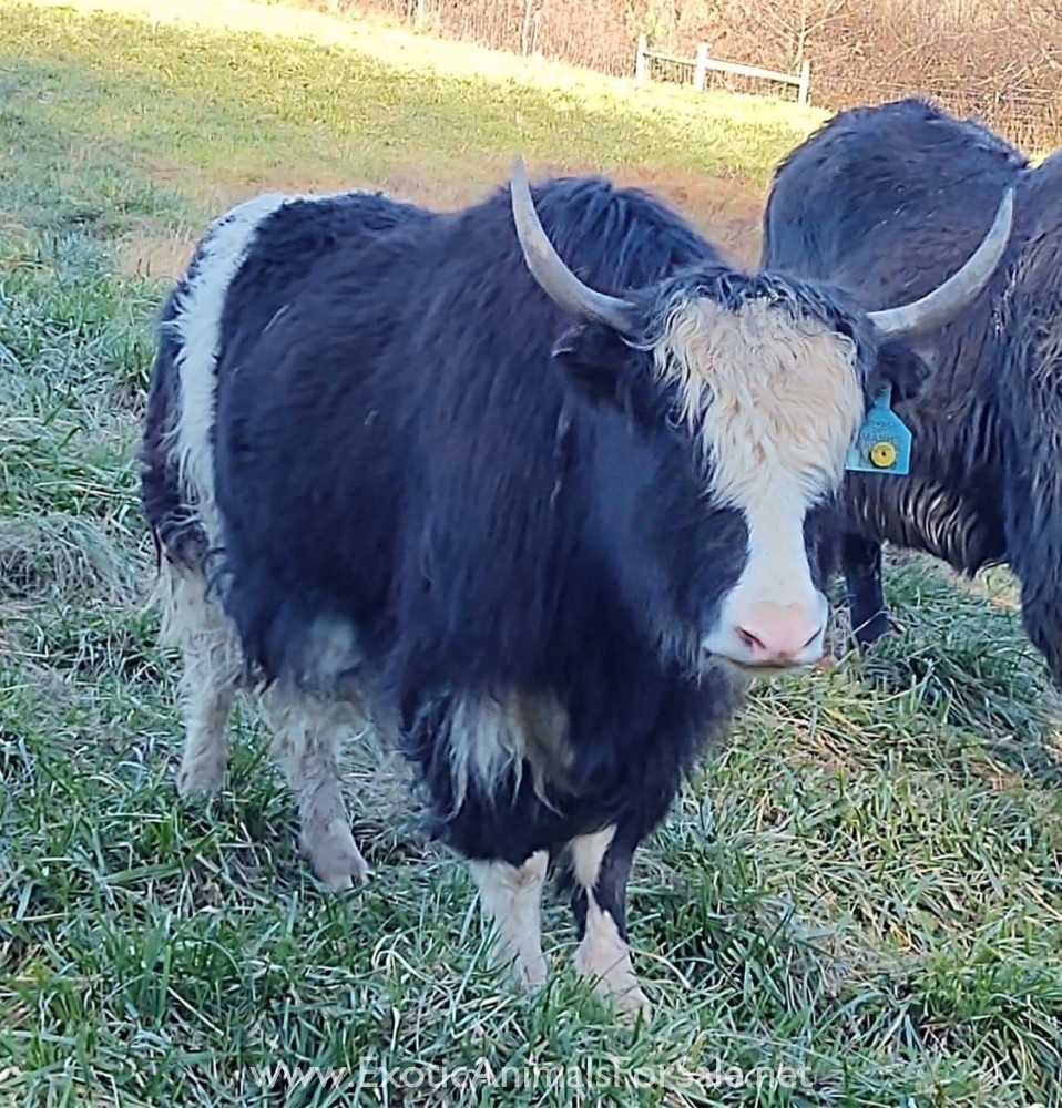 Yak herd for Sale