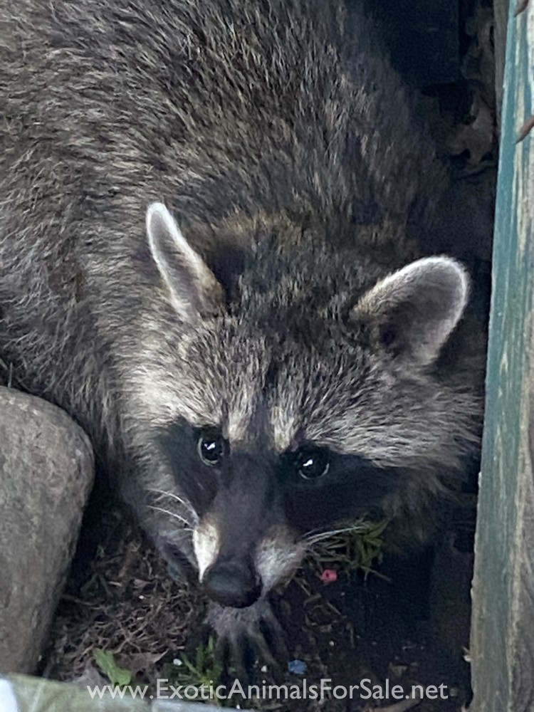 Raccoon for Sale