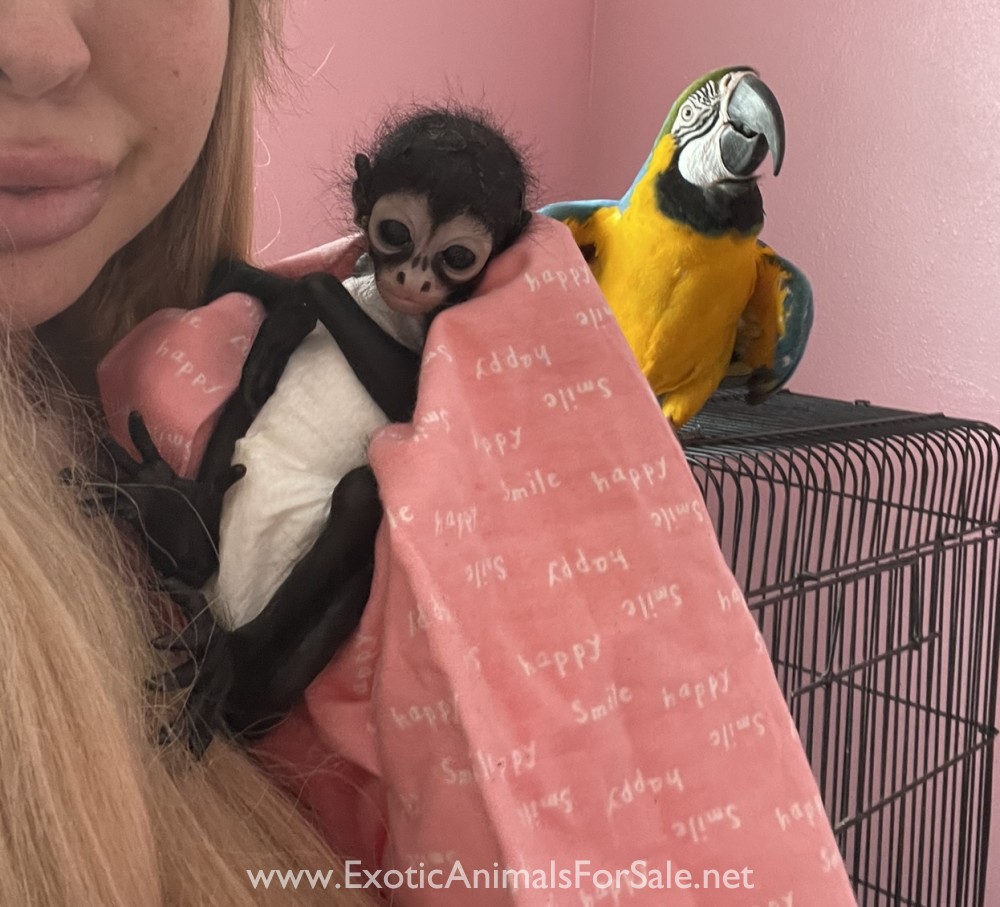 Spider Monkey for Sale