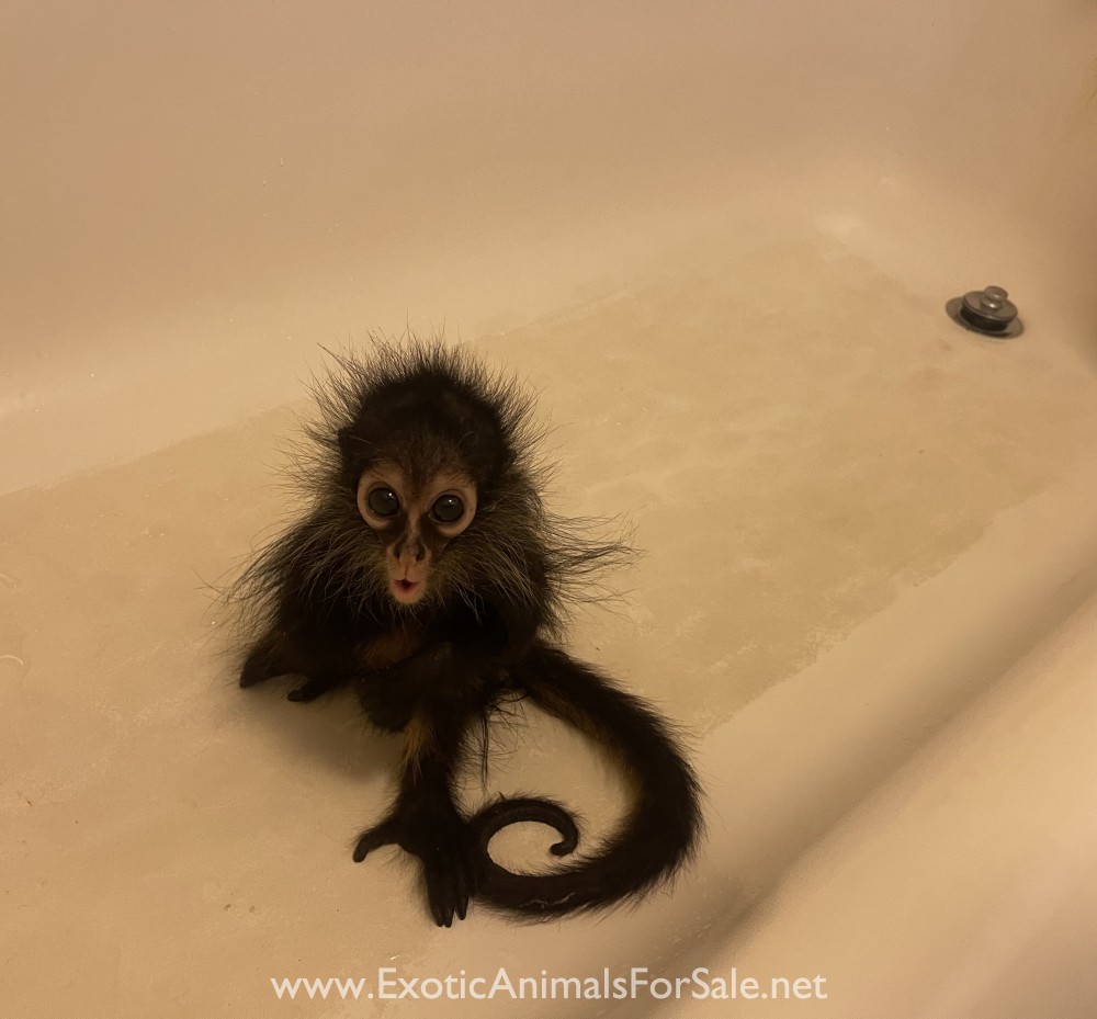 Spider monkey for Sale