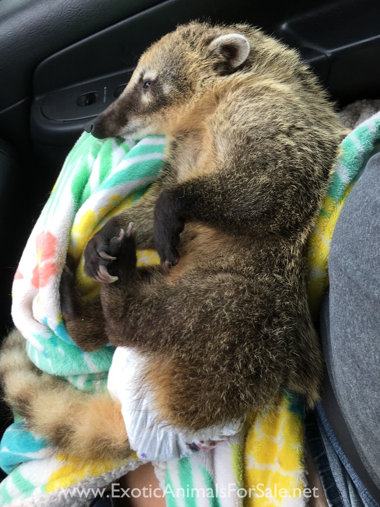 Coatimundi for Sale