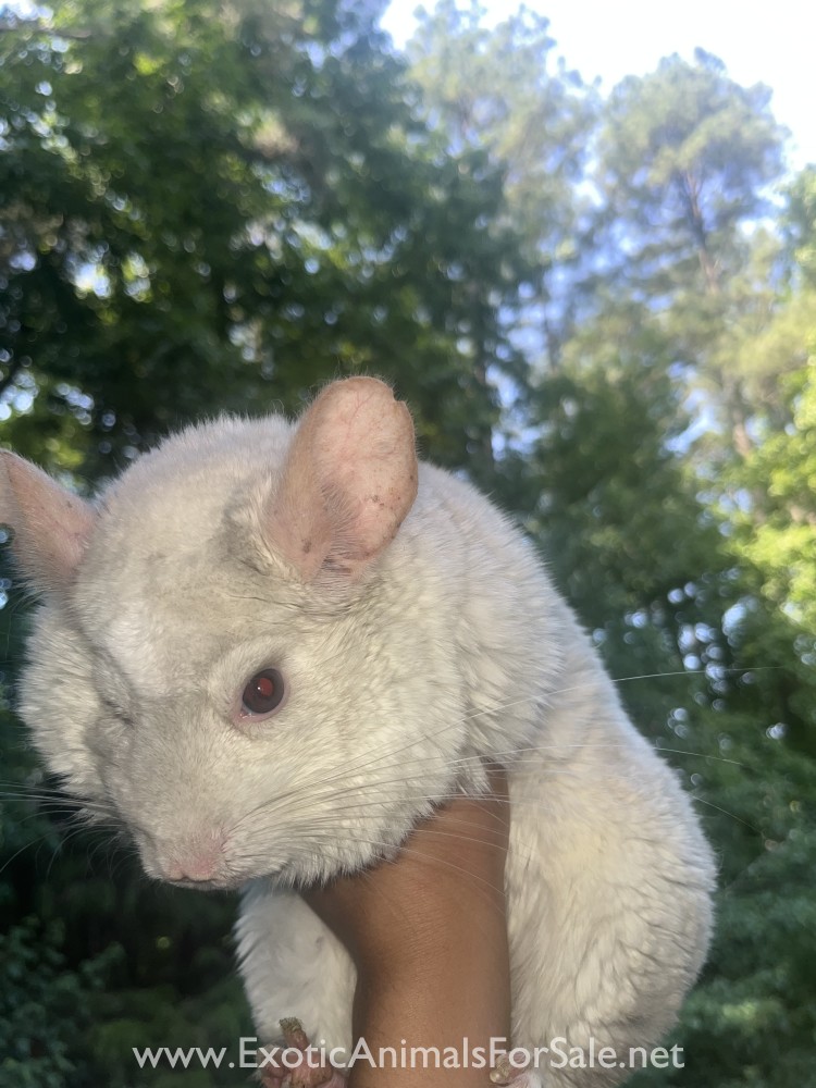 Opal pink white chinchilla for Sale
