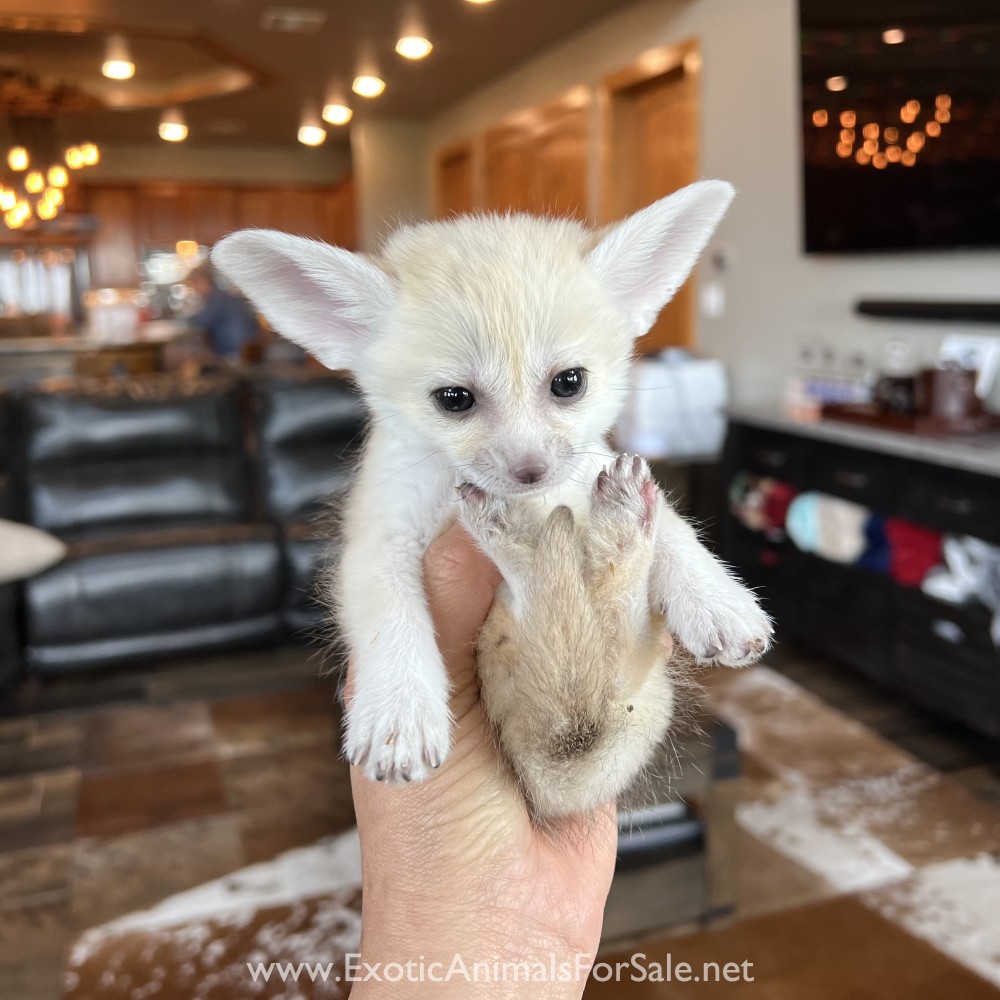 Fennec Fox Babies for Sale