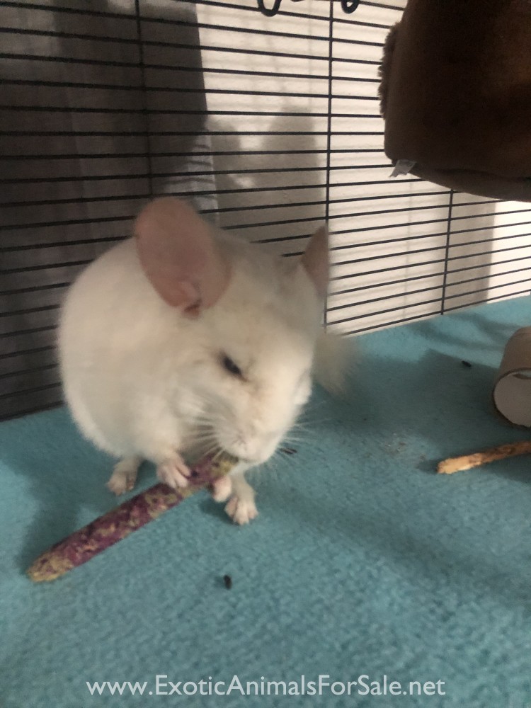Chinchilla (Male) for Sale