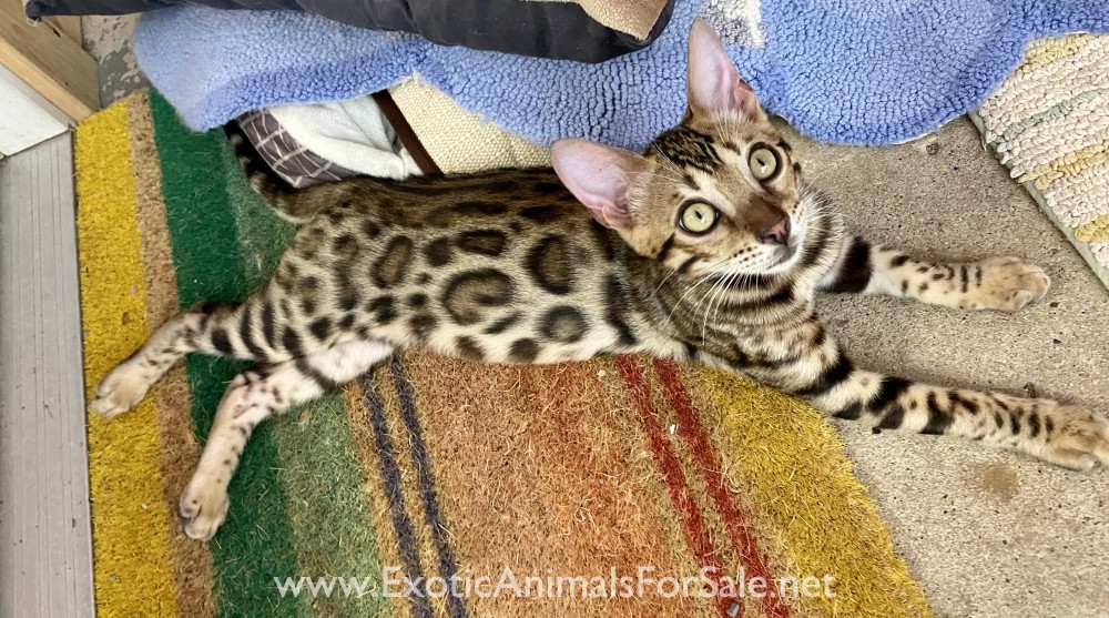 Bengals kittens for Sale for Sale