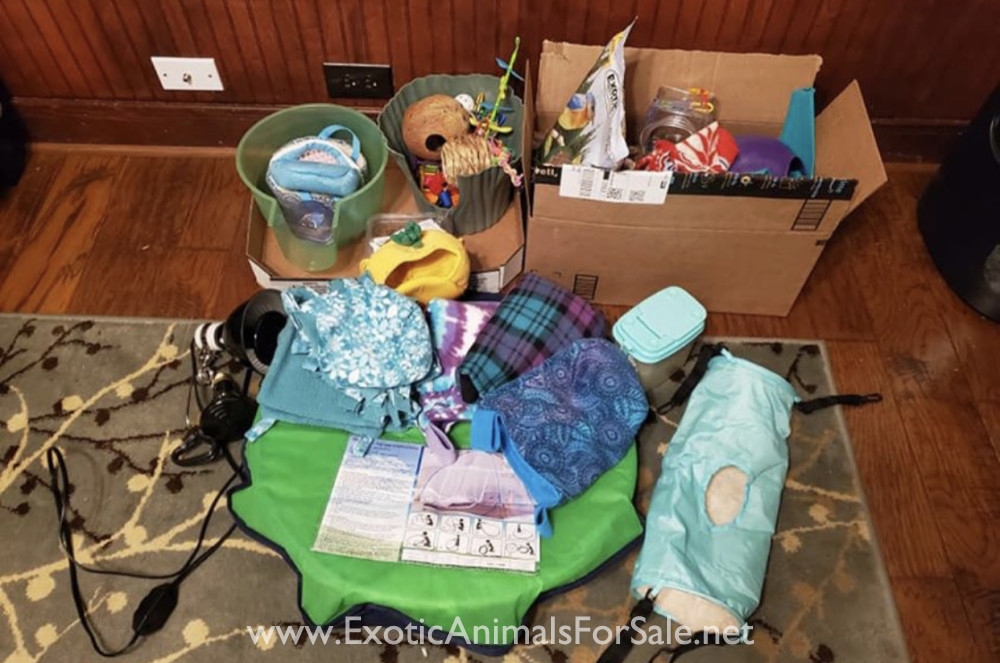 Sugar Gliders for Sale