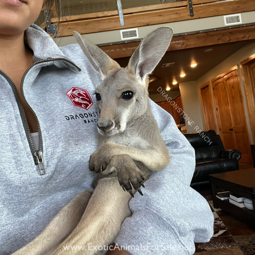 Bottle Baby Kangaroos & Wallabies for Sale