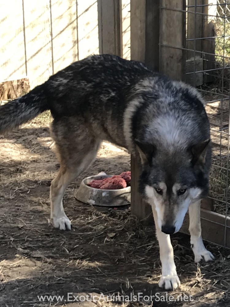 UPPER MID CONTENT WOLF DOG PUPPIES for Sale