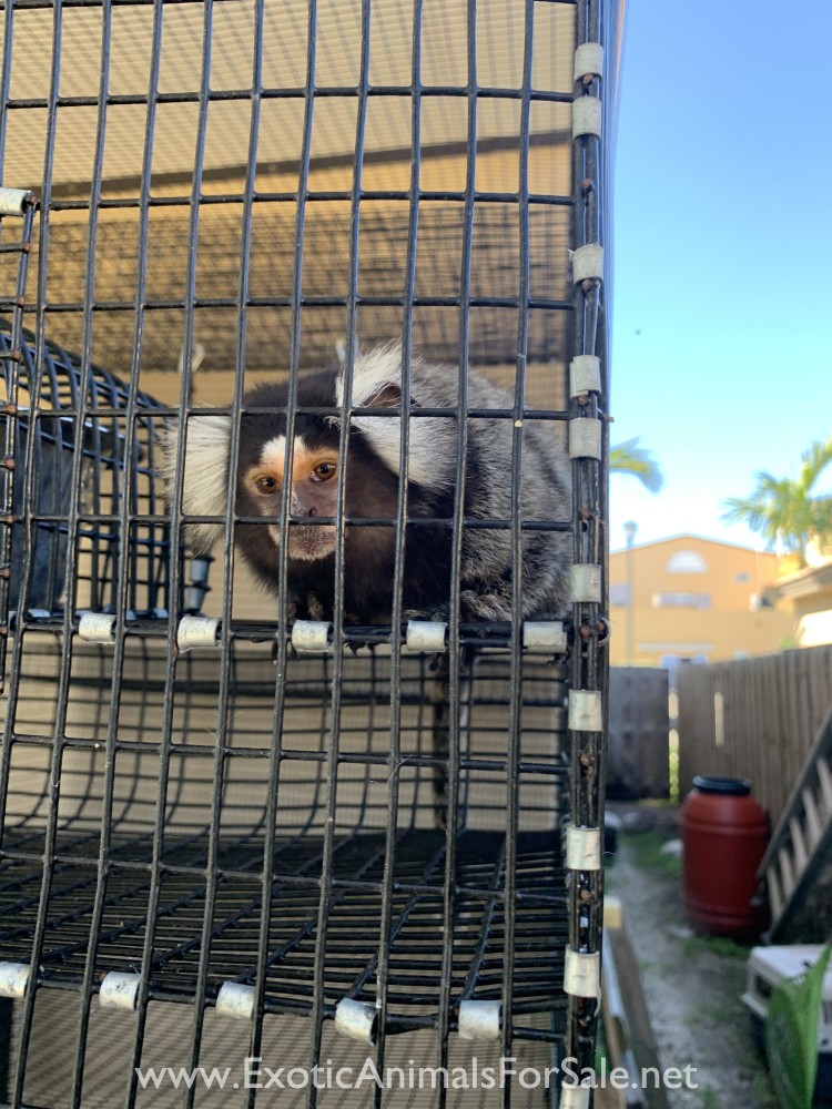 marmoset-breeding-pair-for-sale