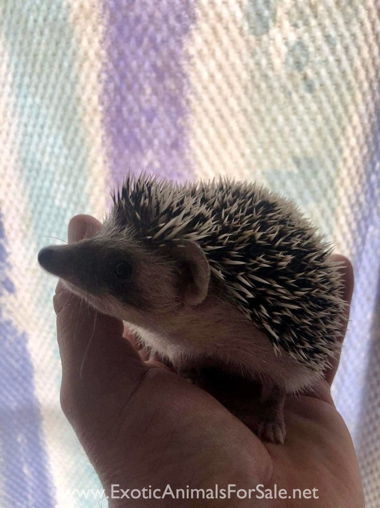 baby hedgehog for Sale