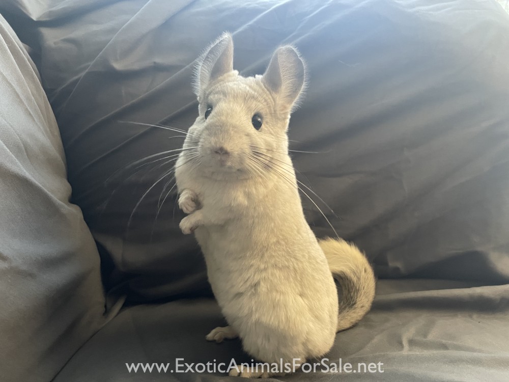 8 Month Old Mosaic White Female Chinchilla for Sale