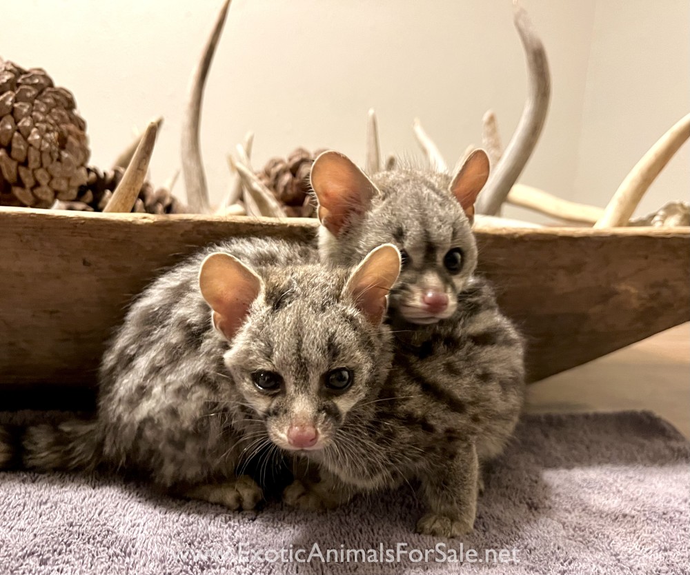 Small Spotted for Sale