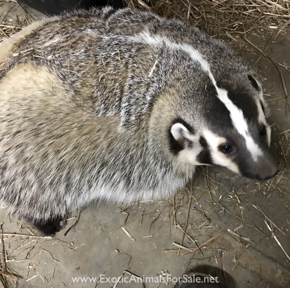North American Badger Babies for Sale