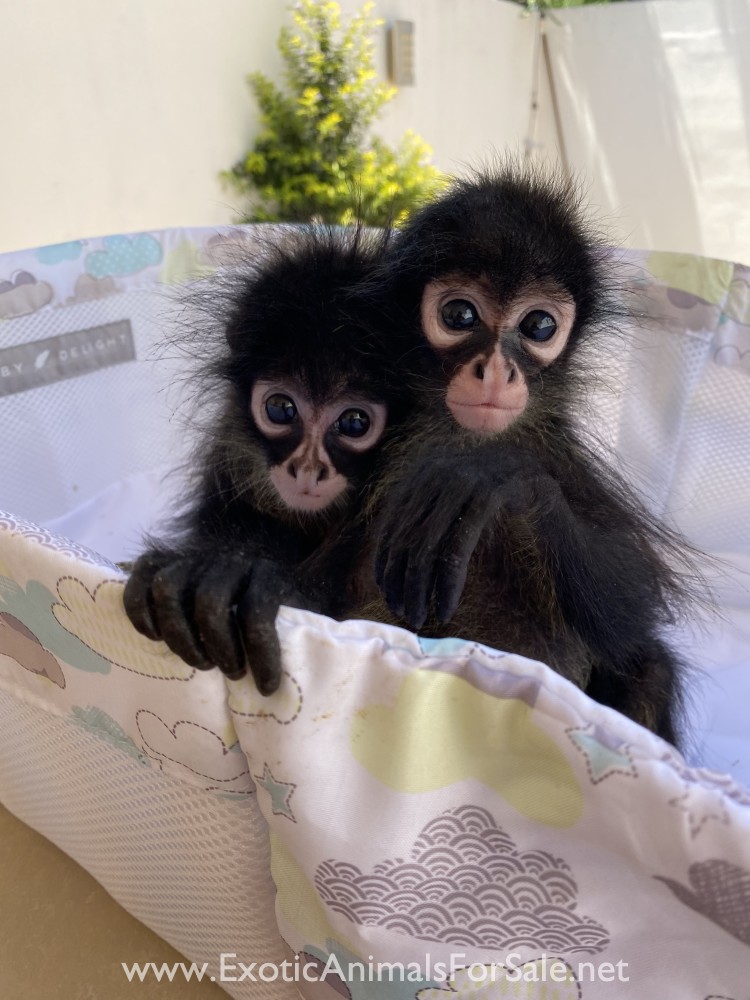 Spider Monkey for Sale