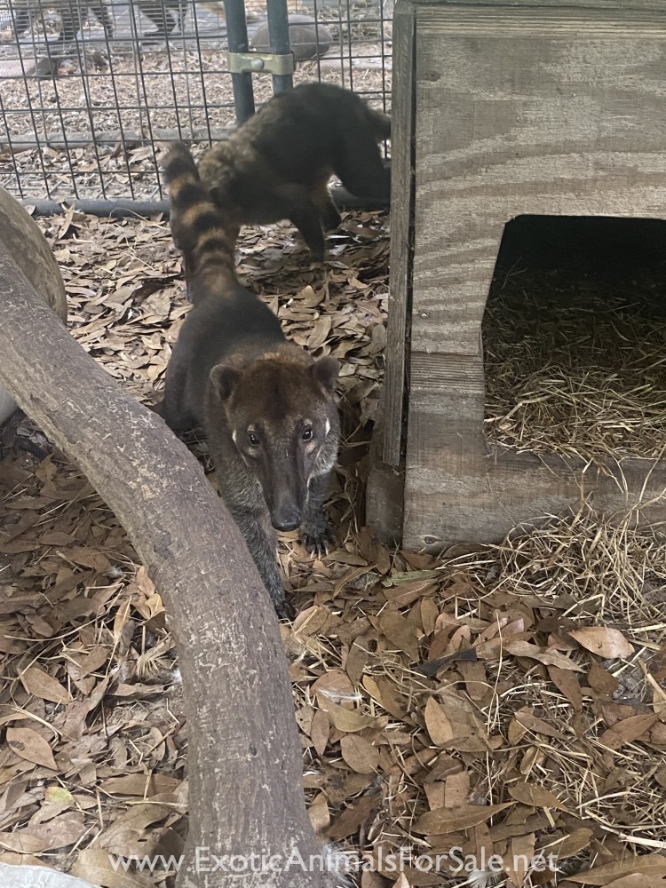 Red coatimundi male for Sale