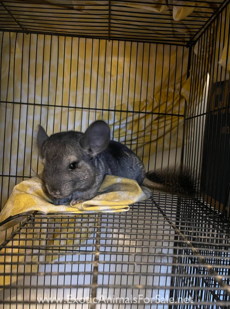 baby chinchillas for Sale