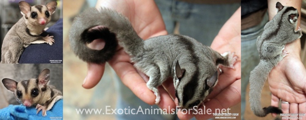 caramel sugar gliders