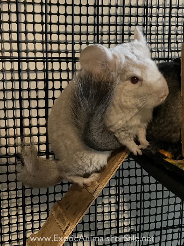 male chinchillas for sale for Sale