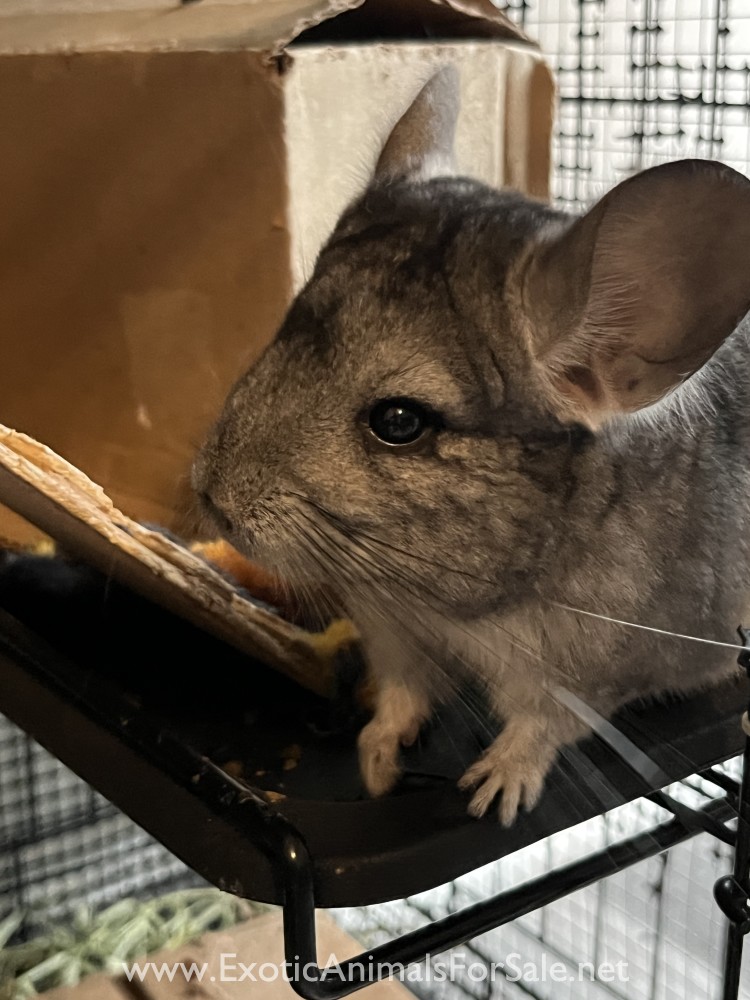 male chinchillas for sale for Sale