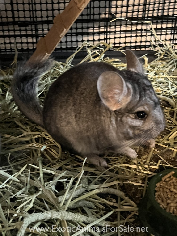 male chinchillas for sale for Sale