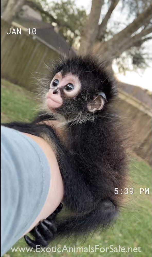 Spider monkey baby for Sale