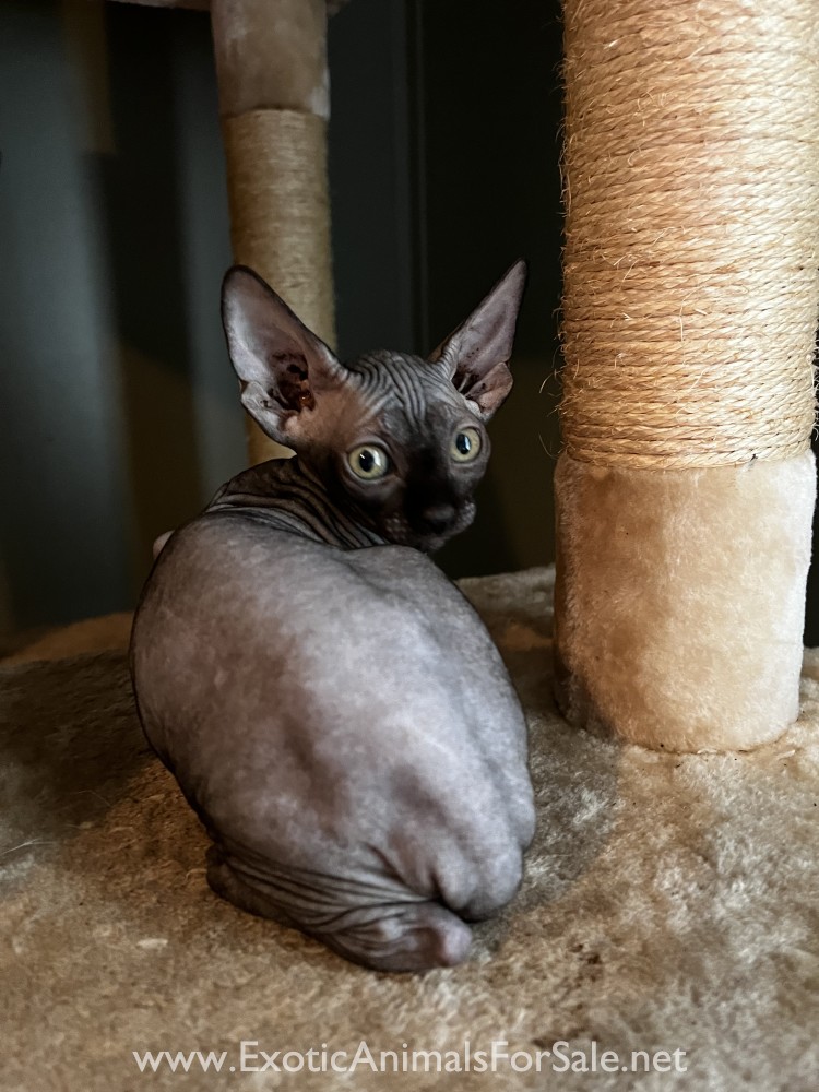 Sphynx kittens for Sale