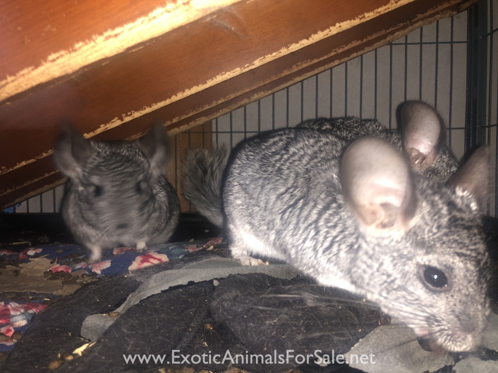 3 Chinchillas and cage for sale for Sale