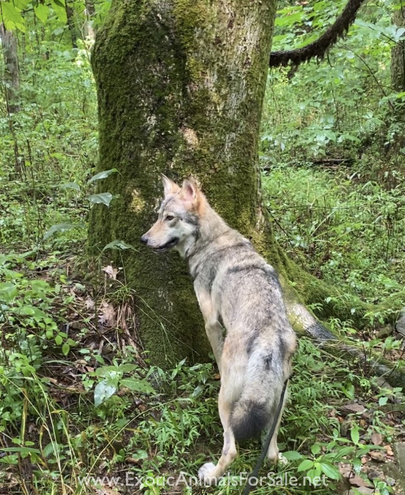 High content female Wolf dog for Sale