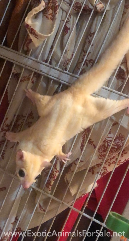 Make sugar glider (DFW AREA ONLY) for Sale